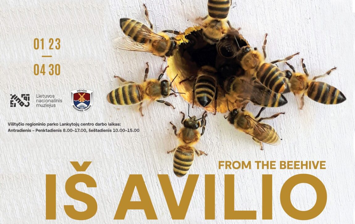 Avilys-baner_Vistytis-crop-scaled.jpg